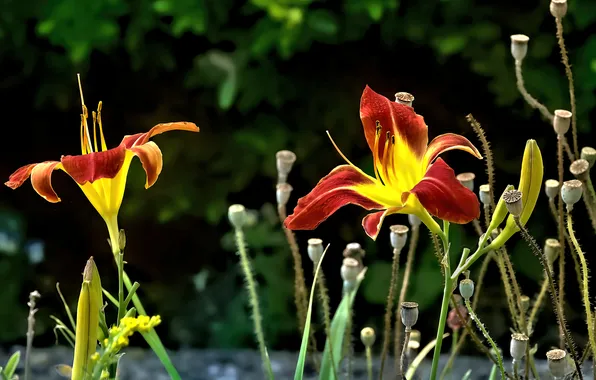 Light, flowers, the dark background, stems, foliage, Lily, garden, red