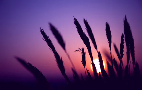 Field, the sky, the sun, macro, sunset, The evening, blur, spikelets