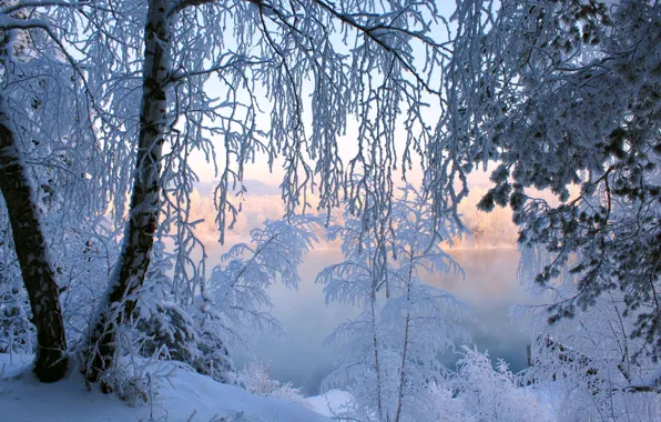 Winter, frost, snow, trees