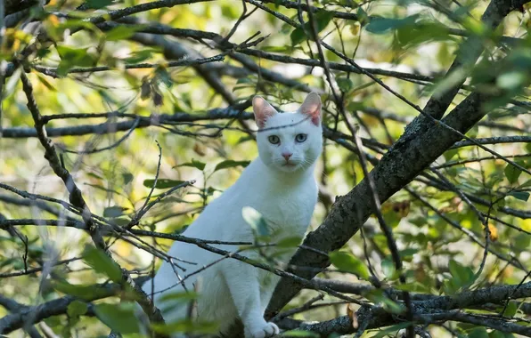Picture cat, white, cat, foliage, different eyes
