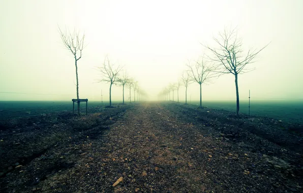 Road, field, landscape