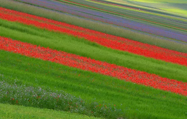 Picture field, flowers, plantation