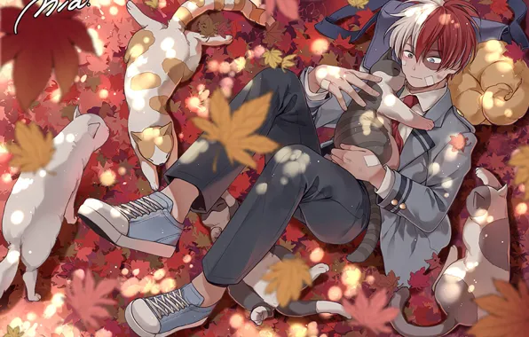 Cats, anime, art, guy, Boku No Hero Academy, Todoroki Shoto, My Hero Academy