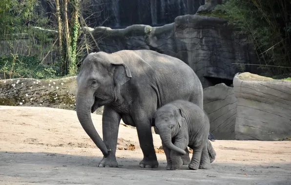 Big, animal, asian, elephant, gray, african