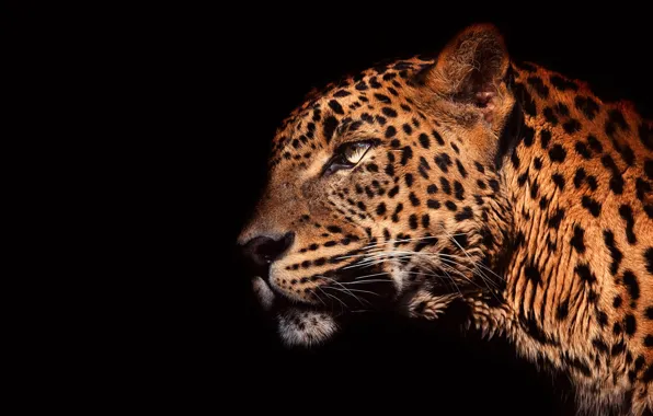 Eyes, look, face, light, close-up, portrait, leopard, profile