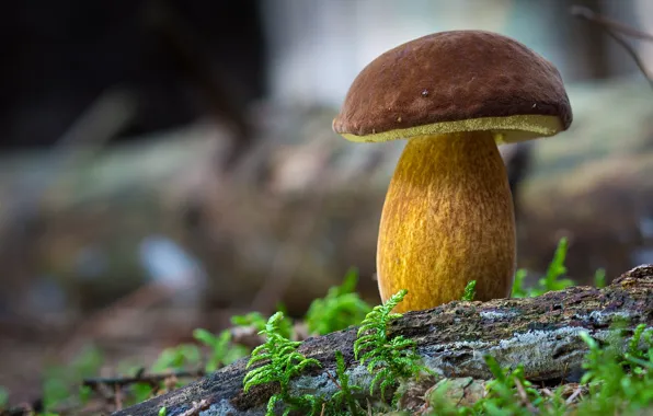 Nature, mushrooms, mushroom, log, fern, white mushroom