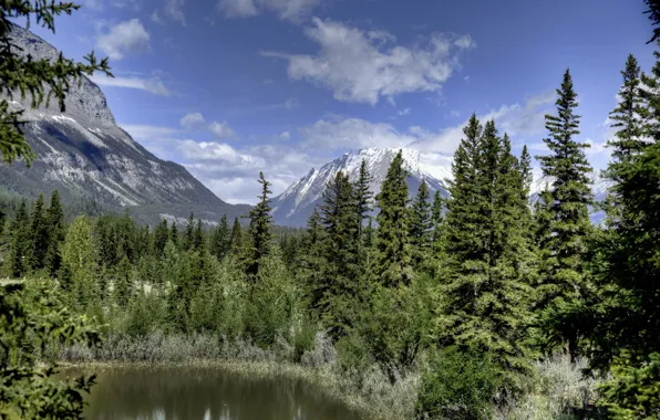 Forest, mountains, ate, Canada, Albert, Alberta, Canada, Jasper National Park