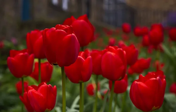 Tulips, buds, red tulips