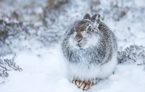 White, snow, nature, Winter, Rabbit