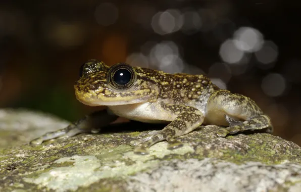Macro, background, stone, frog, bokeh, spotted