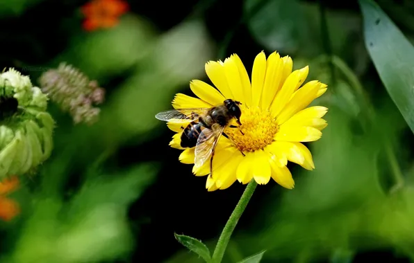 Macro, Flower, Bee, Macro, Bee