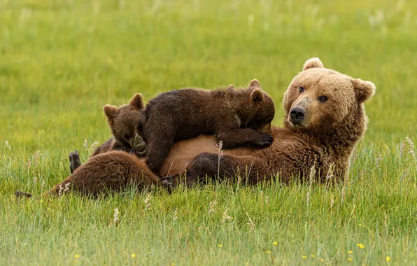 Grass, pose, stay, glade, bear, lies, bear, bear