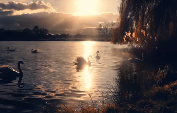 The sun, lake, swans, Miss Froggi