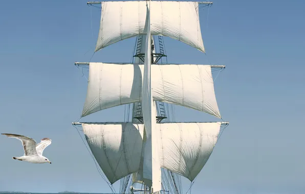 The sky, travel, the ocean, romance, sailboat, Seagull
