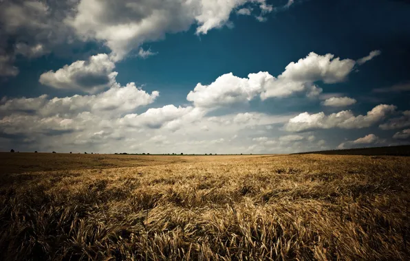 Field, summer, the sky, clouds, landscape, nature, ears, blue