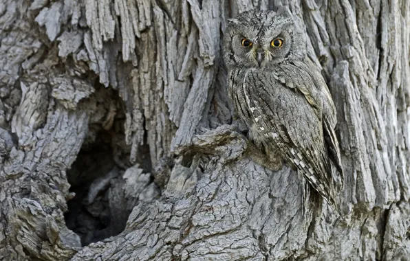 Tree, owl, bird, disguise