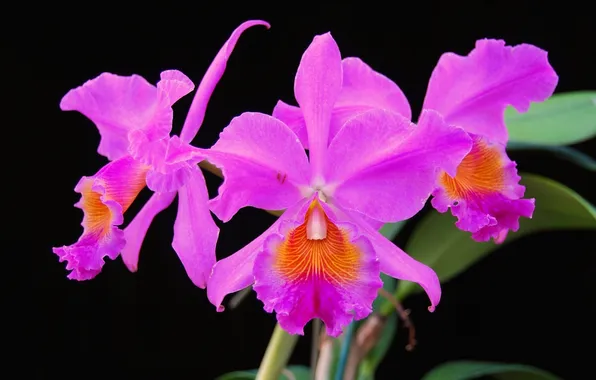 Background, orchids, pink Orchid