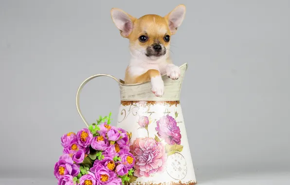 Flowers, dog, bouquet, puppy, pitcher