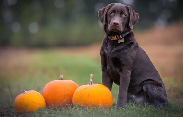 Dog, pumpkin, Retriever