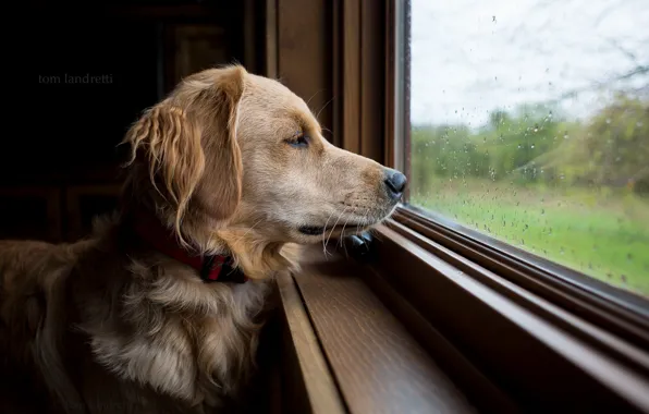 Look, each, dog, window
