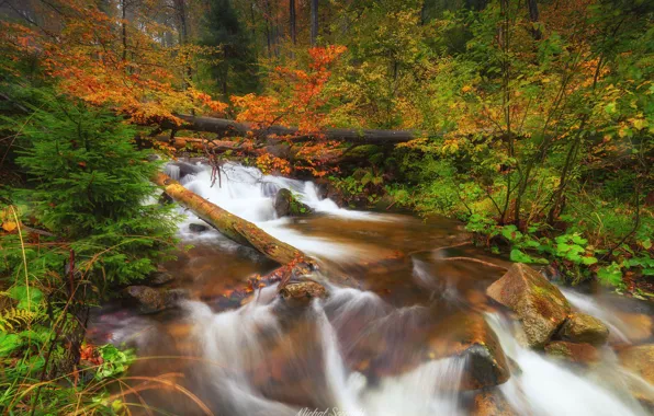 Picture autumn, forest, trees, nature, river, stones, Poland, Sośnicki Michael