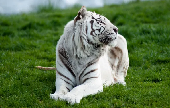 White, grass, tiger, predator, lying