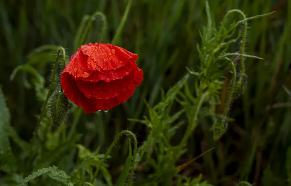 Greens, flower, summer, leaves, drops, red, Mac, bokeh