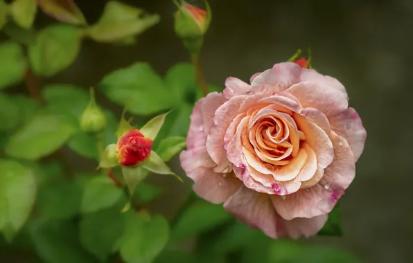 Picture leaves, drops, flowers, roses, pink, buds
