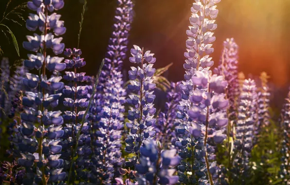 Light, flowers, meadow, lilac, bokeh, lupins