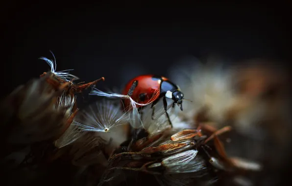 Picture macro, dandelion, ladybug, insect