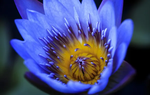 Flowers, nature, petals