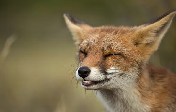 Nature, background, Fox