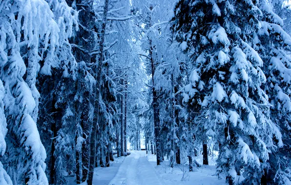 Winter, road, forest, snow, nature