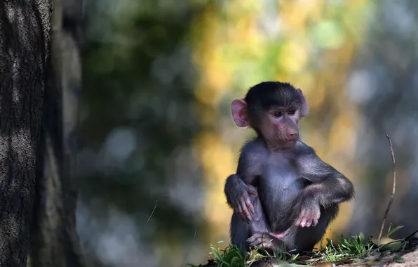 Picture nature, monkey, There
