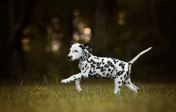 Dog, puppy, walk, Dalmatian, bokeh