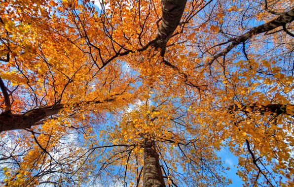 Autumn, the sky, leaves, trees, trunk, crown
