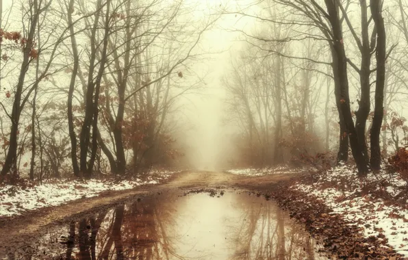 Picture winter, road, forest, fog