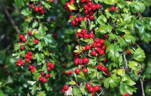 Picture greens, leaves, branches, red, berries, fruit, a lot, bokeh