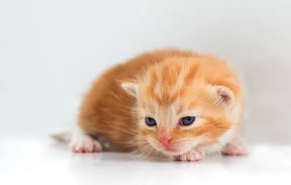 Cat, pose, baby, red, muzzle, kitty, light background, blue-eyed