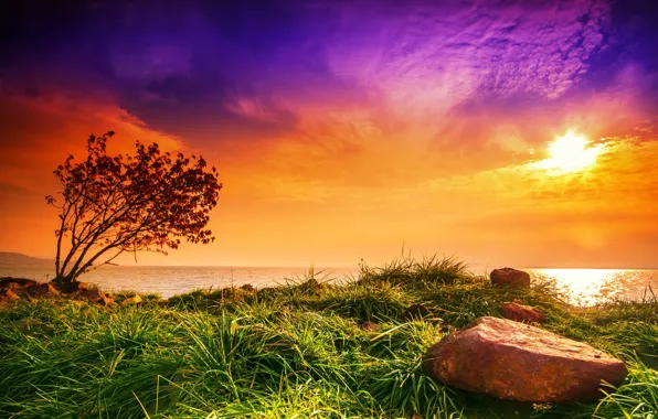 Grass, the sun, sunset, stones, Bush