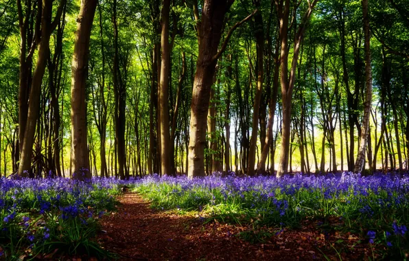 Picture forest, light, trees, flowers, branches, glade, spring, bells