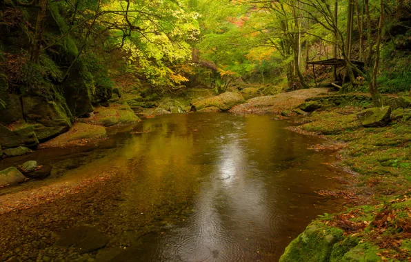 Autumn, forest, trees, river, stones, thickets