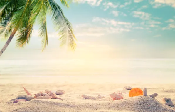 Sand, sea, beach, summer, palm trees, stay, shell, summer