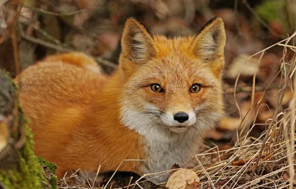 Look, face, Fox, red, dry grass