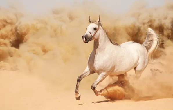 Sand, horse, horse, dust, running, runs