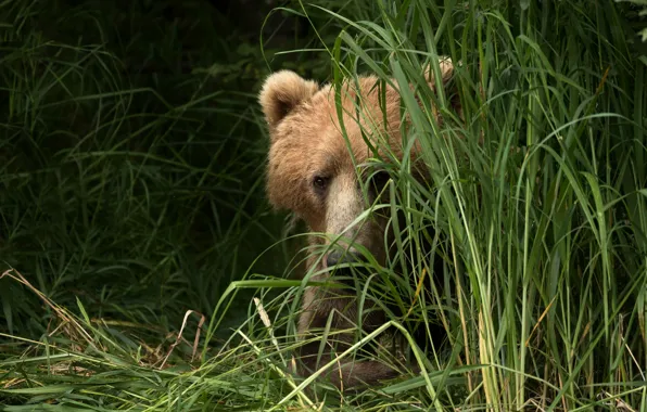 Summer, grass, eyes, look, face, background, portrait, bear