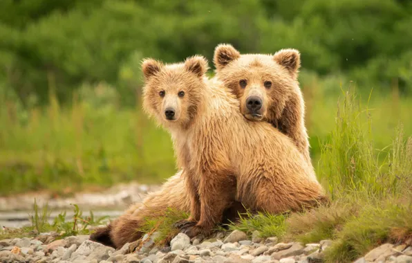 Look, bears, bear, bear