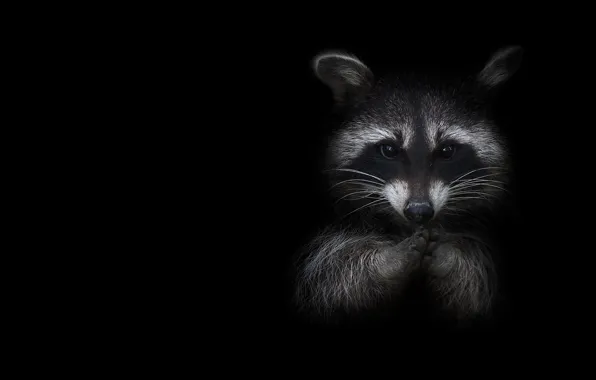 Legs, minimalism, a gargle, enotik