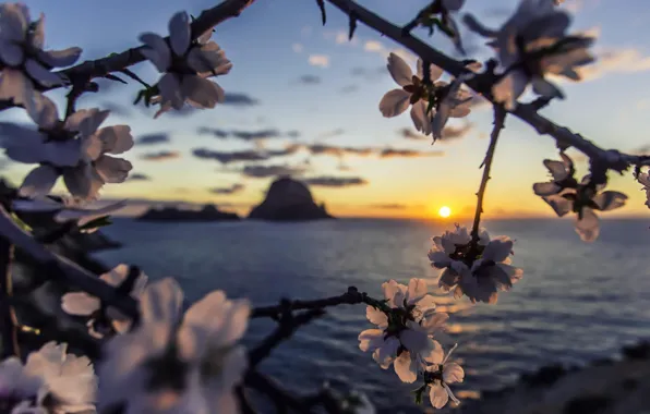 Picture sea, dawn, sea, Sunset, island, sun, ibiza, almond