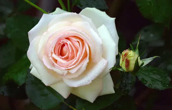 Picture white, leaves, drops, flowers, the dark background, one, roses, petals